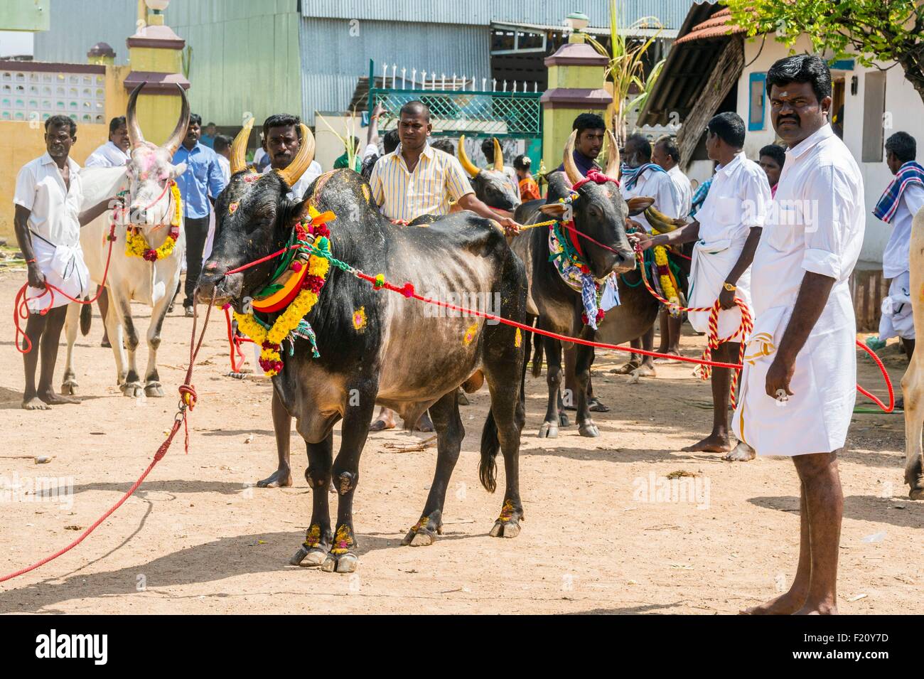 India, Tamil Nadu, Palamedu, zebù per Jalikattu champioships Foto Stock