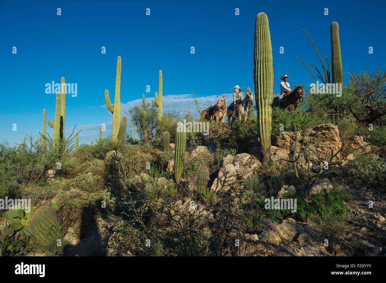 Stati Uniti, Arizona, Tucson, Tanque verde Ranch, Sanguaro National Park, escursione a cavallo Foto Stock