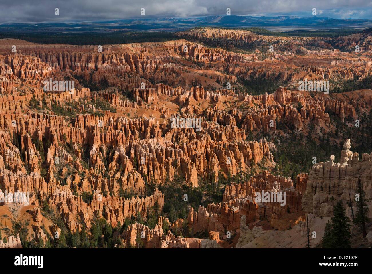 Stati Uniti, Utah, l'Altopiano del Colorado, Parco Nazionale di Bryce Canyon, hoodoos nel Bryce Canyon anfiteatro Foto Stock