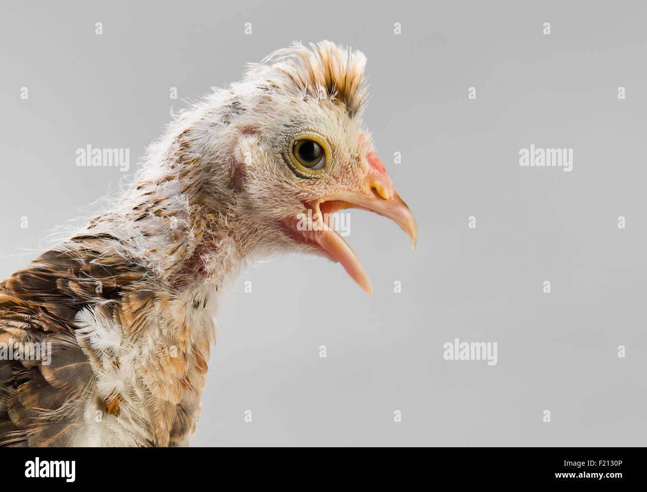 Un adolescente comose chick stand su sfondo grigio Foto Stock