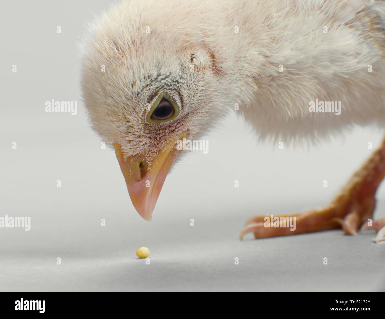 La testa del pulcino close up, granulo di prelevamento foraggio Foto Stock