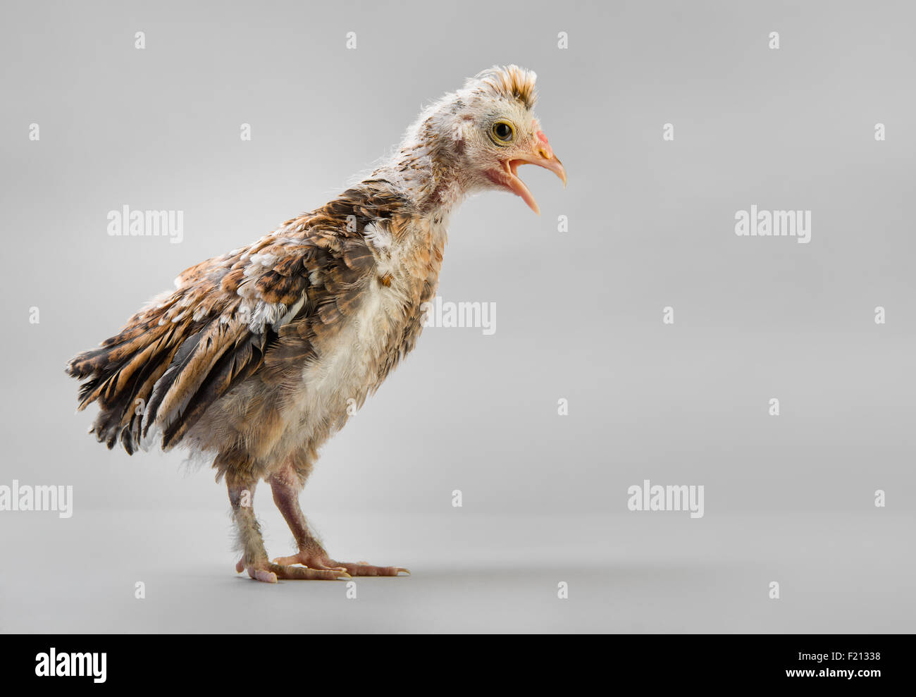 Un adolescente comose chick stand su sfondo grigio Foto Stock