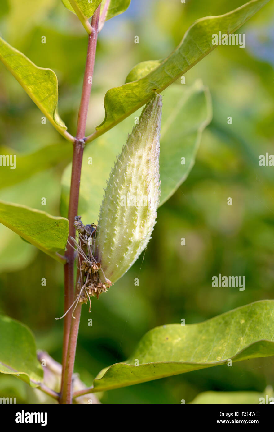 Primo piano della Asclepias Syriaca frutta, chiamato anche milkweed silkweed o. Questo stabilimento produce lattice Foto Stock