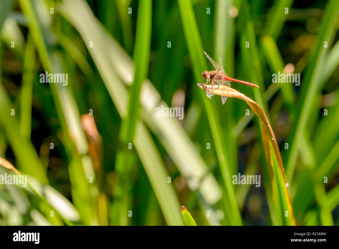 Una Libellula rossa sorge su un Typha latifolia leaf vicino all'acqua sotto il caldo sole estivo Foto Stock