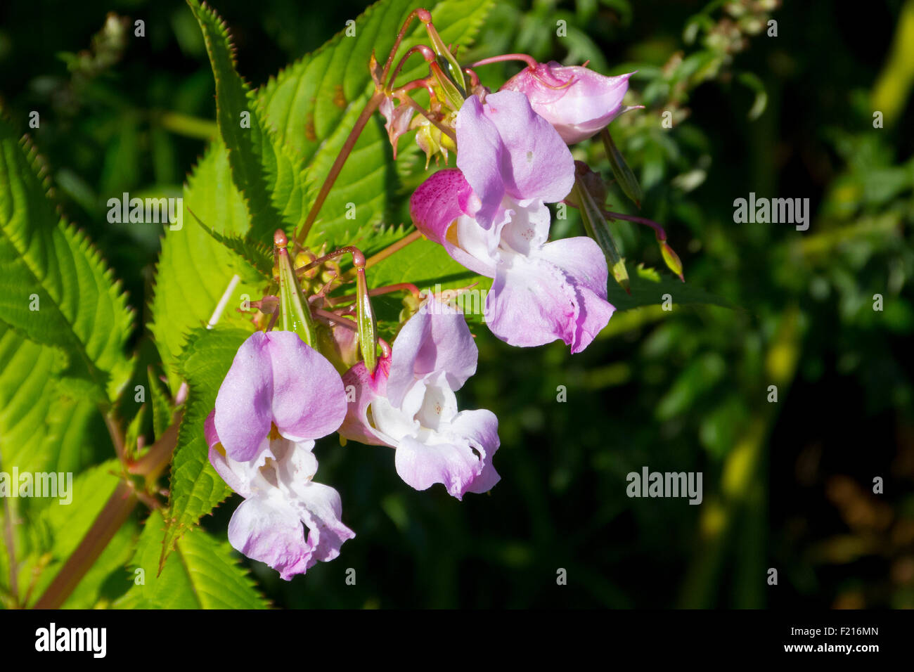 Balsamo himalayana ( Impatiens glandulifera ) in fiore, REGNO UNITO Foto Stock