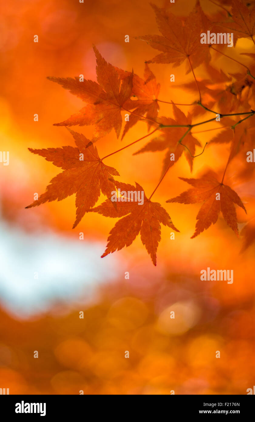 Foglie di autunno, molto superficiale la messa a fuoco Foto Stock