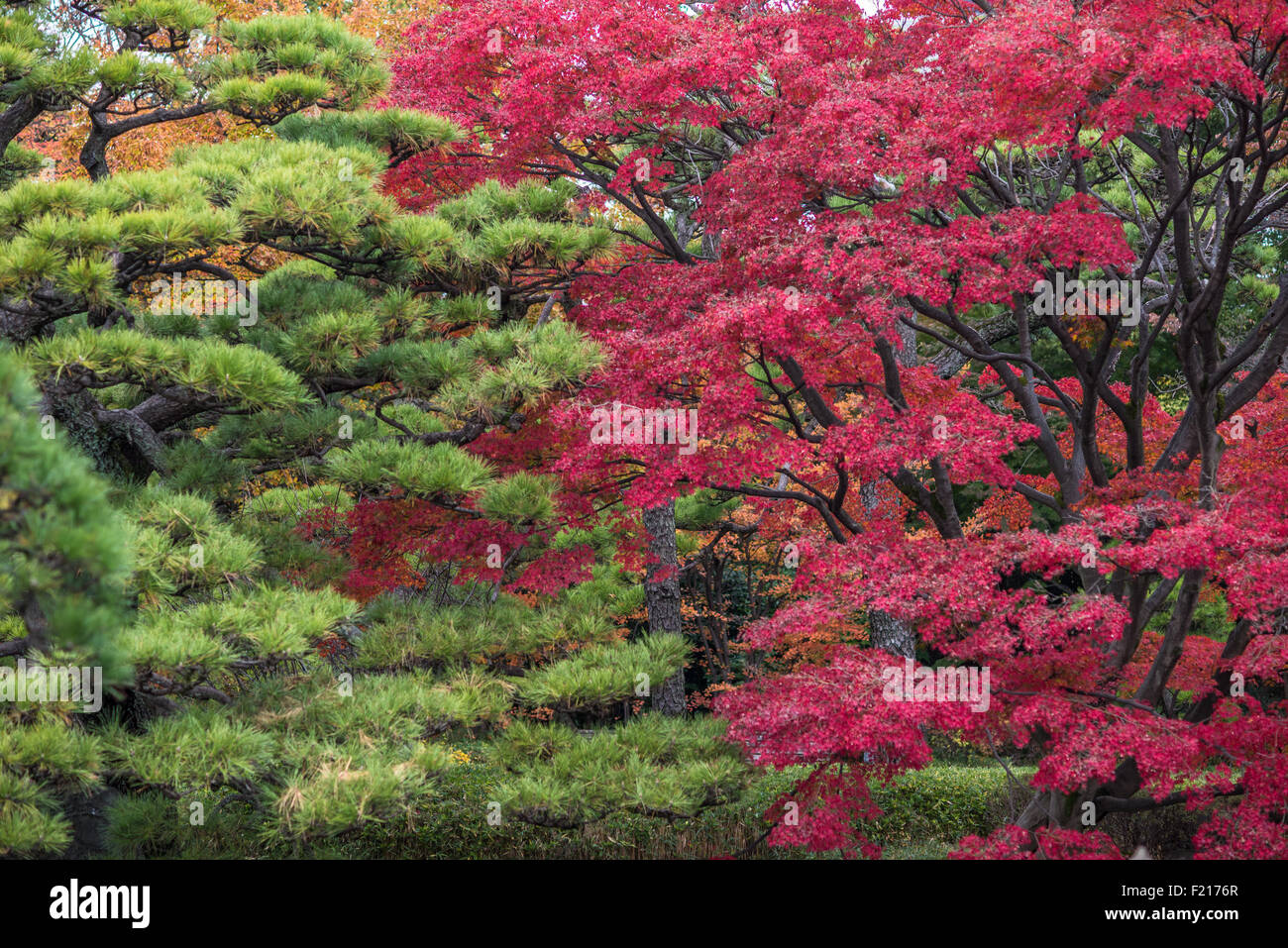 Momiji stagione in Giappone, foglie di autunno, molto superficiale la messa a fuoco Foto Stock