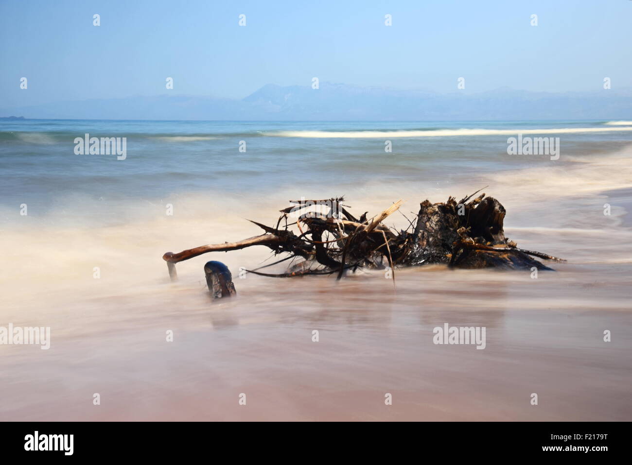 Il mostro dal profondo! - Driftwood su una spiaggia con mare misty per aggiungere atmosfera. Foto Stock