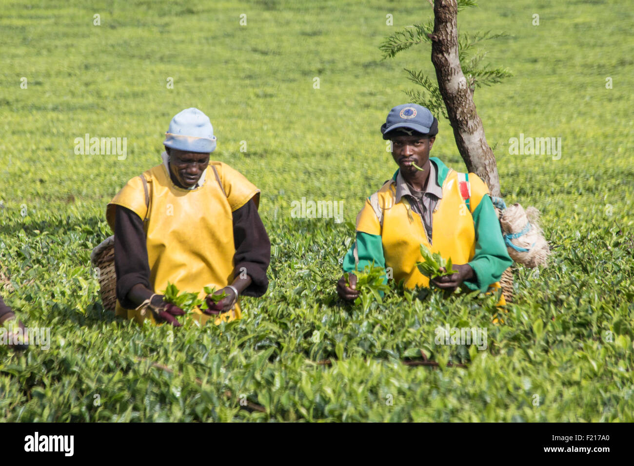 Tea Picking su plantation in Kenya Highlands Foto Stock