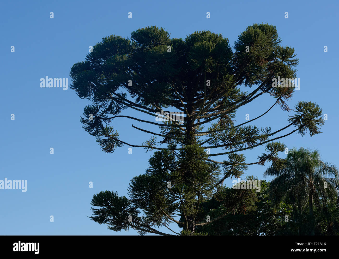 Tree Tops contro un cielo blu, Brasile Foto Stock