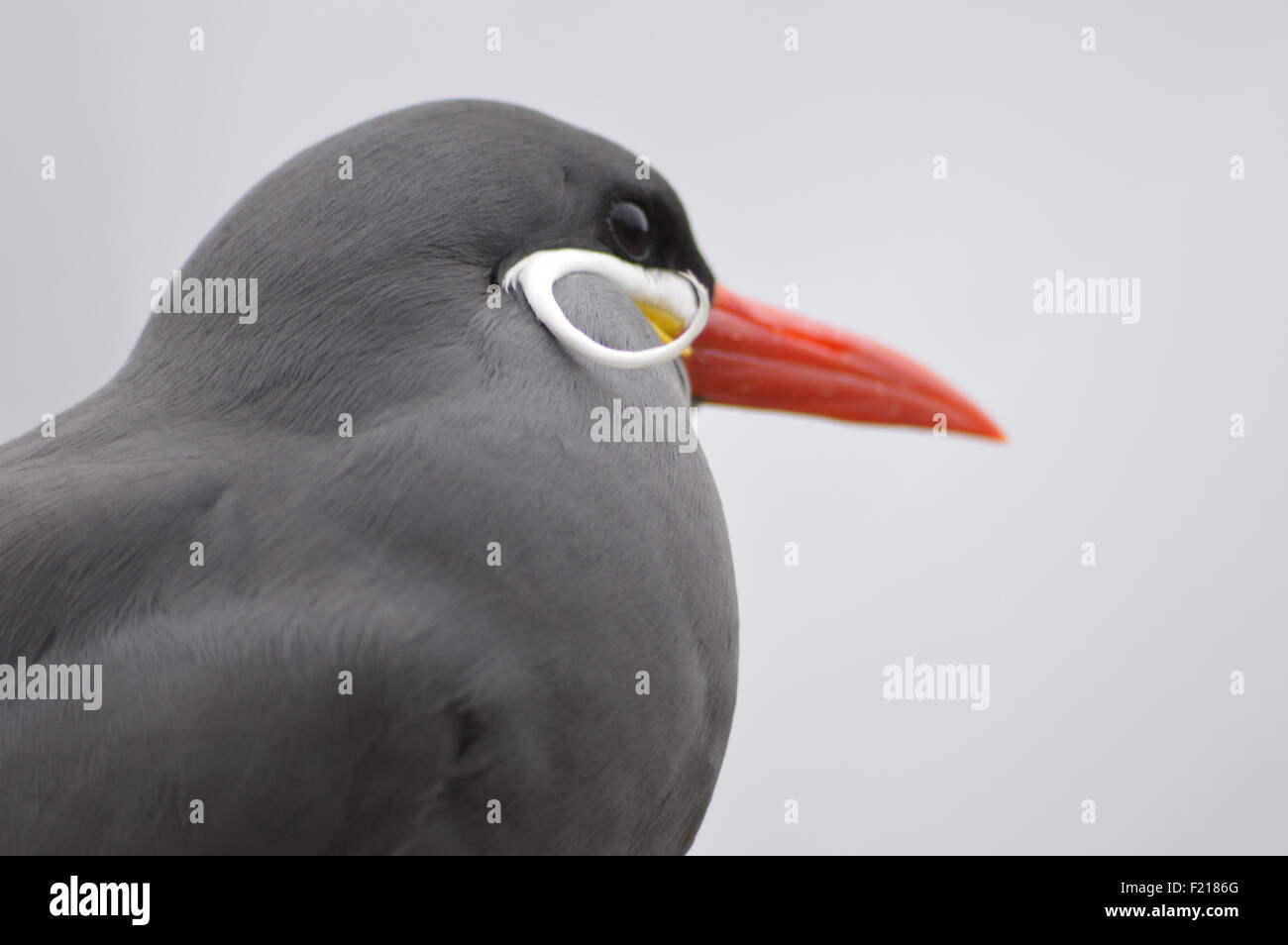 Inca Tern close up Foto Stock