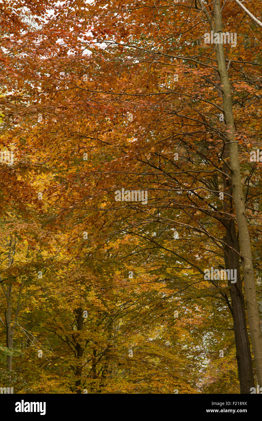 Colore di autunno alberi vicino a Selkirk,frontiere,Scozia,UK, Foto Stock