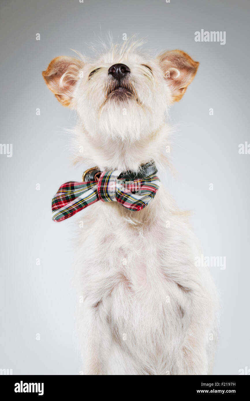 Piccolo Cane bianco in plaid bow tie guardando verso l'alto. Foto Stock