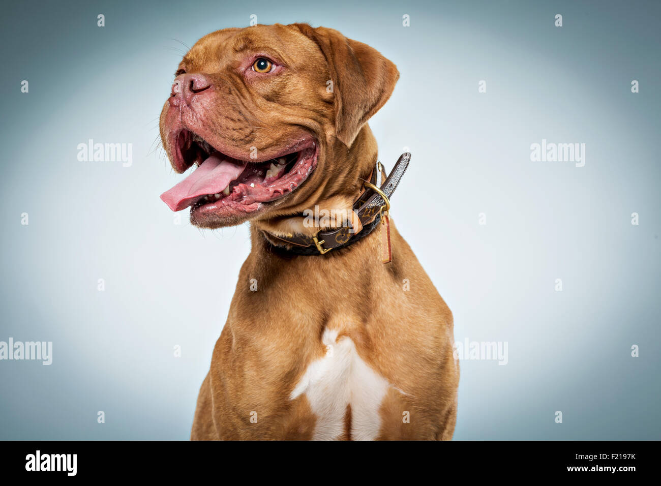 Mastiff francese in studio sorridente e guardando lontano dalla telecamera. Foto Stock