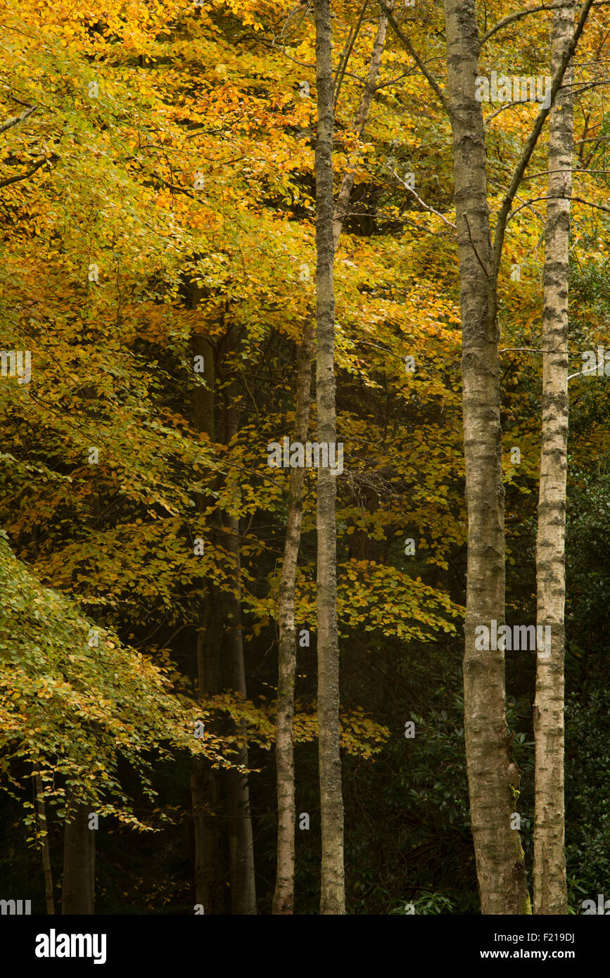 Colore di autunno alberi vicino a Selkirk,frontiere,Scozia,UK, Foto Stock