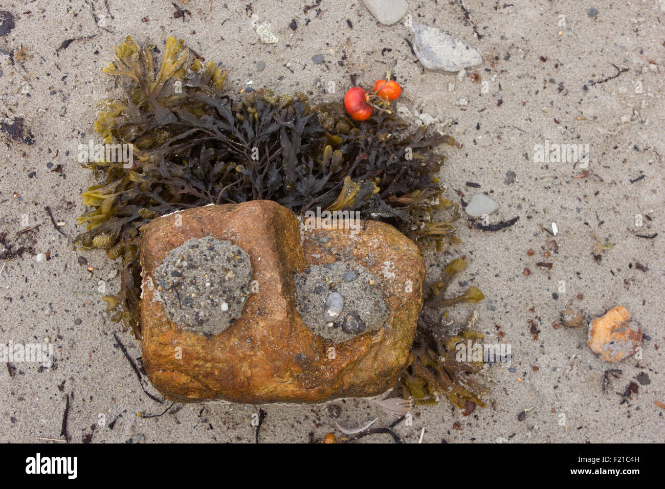 Trovato beach art creato da alghe, roccia e sabbia. Foto Stock