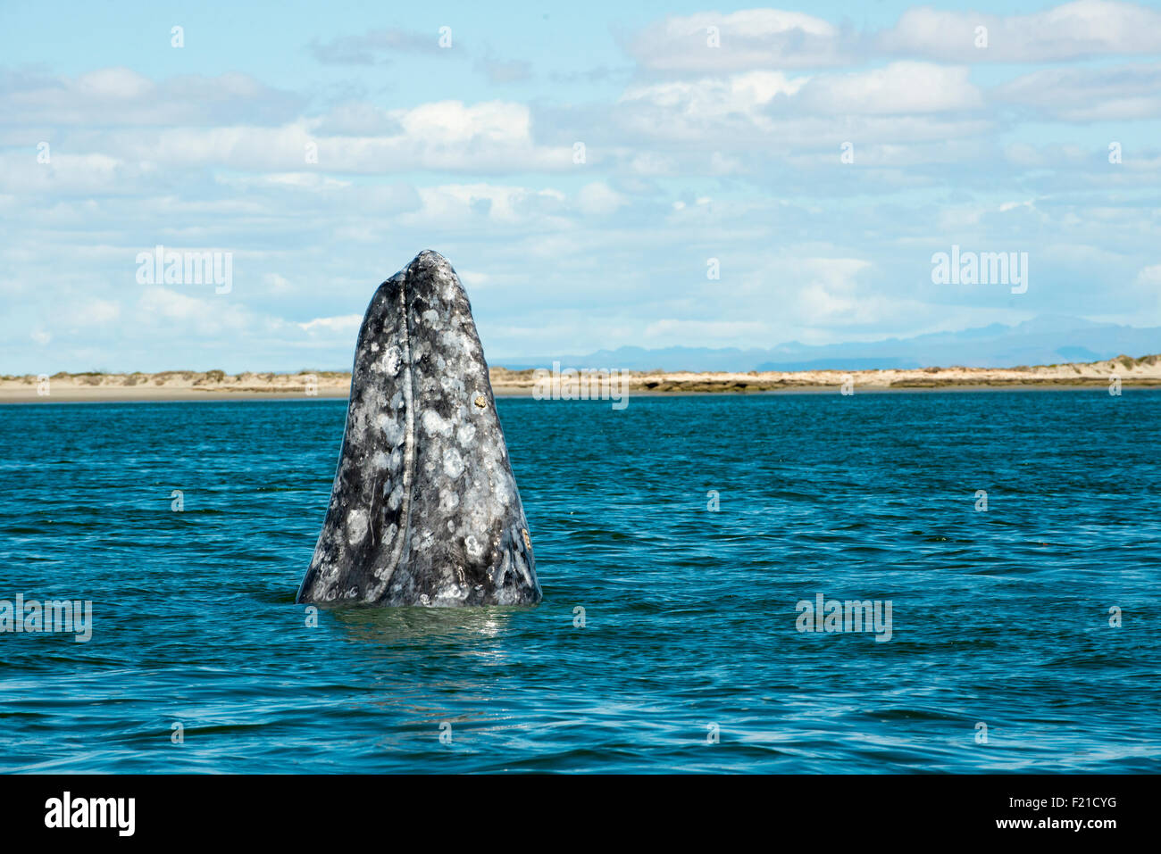 Messico. San Ignacio laguna. Spyhopping balena. Foto Stock