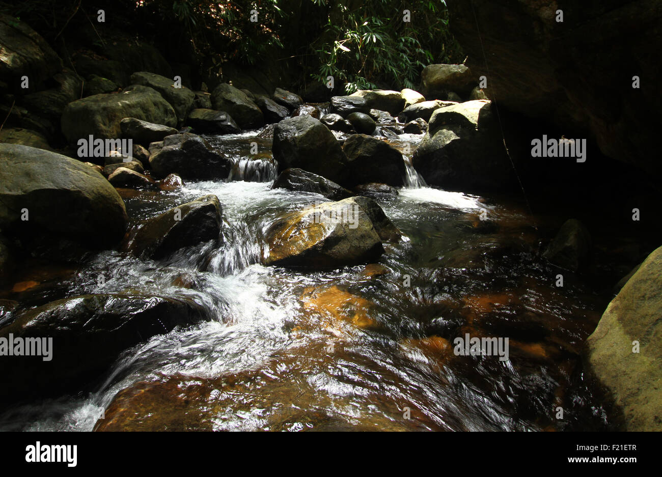 Rocky Mountain stream attraverso boschi Foto Stock