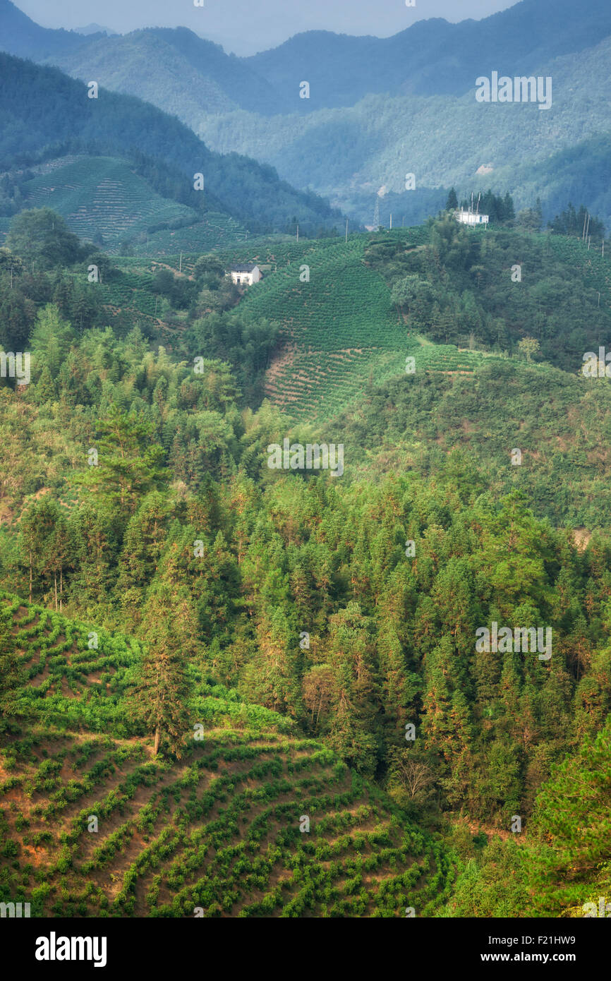 Paesaggio di verdi colline con coltivazioni a terrazze vicino gialle di montagna, Huang Shan, Cina e Asia Foto Stock