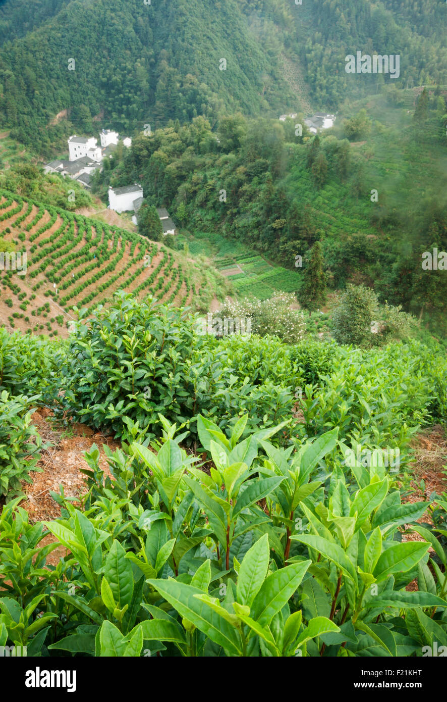 A schiera di piantagioni di tè in provincia di Anhui con aziende nella valle lontana, vicino gialle di montagna, Huangshan, Cina e Asia Foto Stock