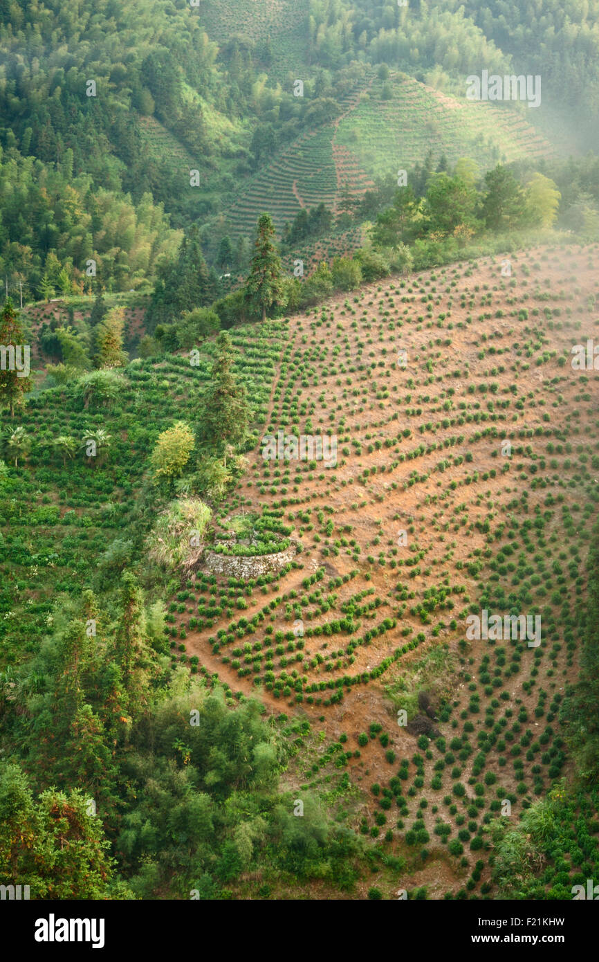 A schiera di piantagioni di tè in provincia di Anhui, vicino gialle di montagna, Huangshan, Cina e Asia Foto Stock