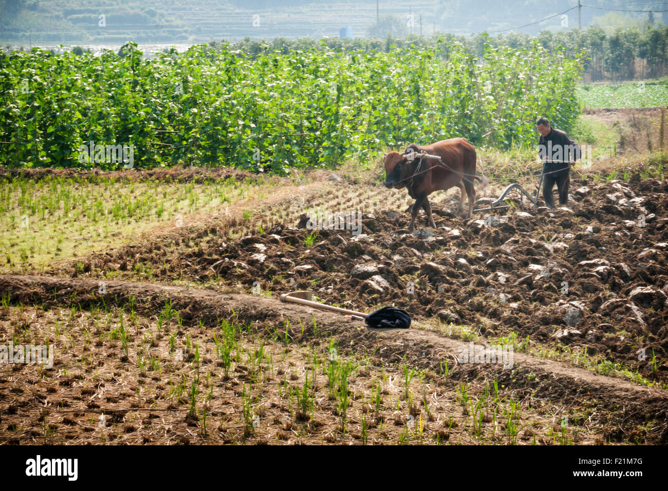 Contadino con il bufalo d'acqua arare un campo di riso, Chengkan village, Cina e Asia Foto Stock