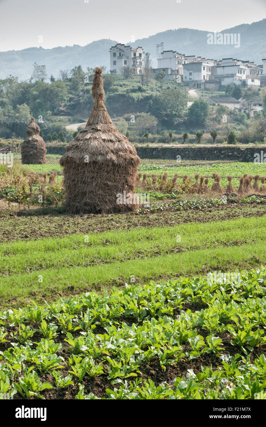 Scena agricola con insolita bundle di paglia nel campo di riso, Chengkan village, Cina e Asia Foto Stock