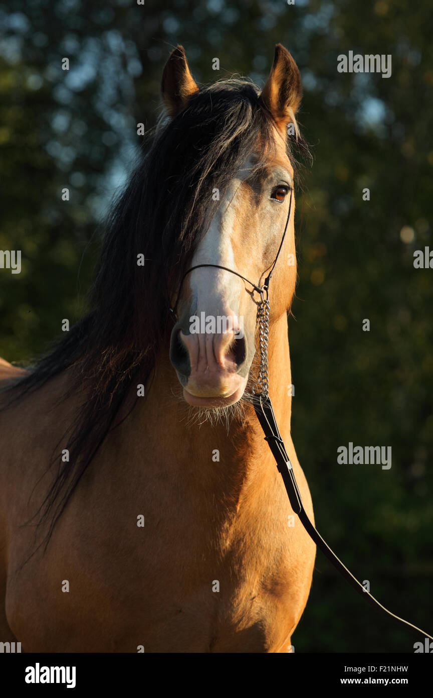Gipsy vanner cavallo in serata Foto Stock
