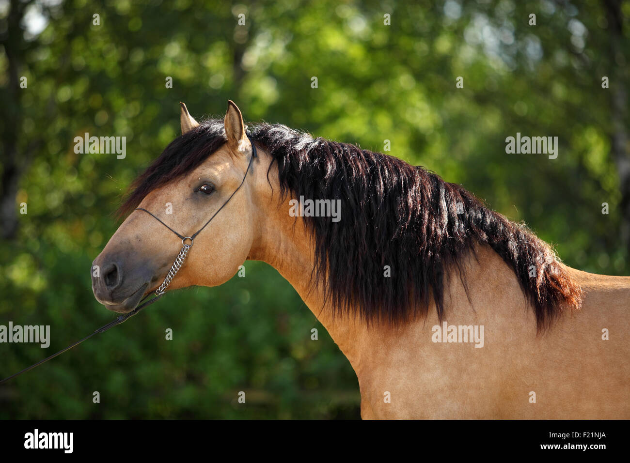 Bielorusso progetto pesante cavallo di razza Foto Stock