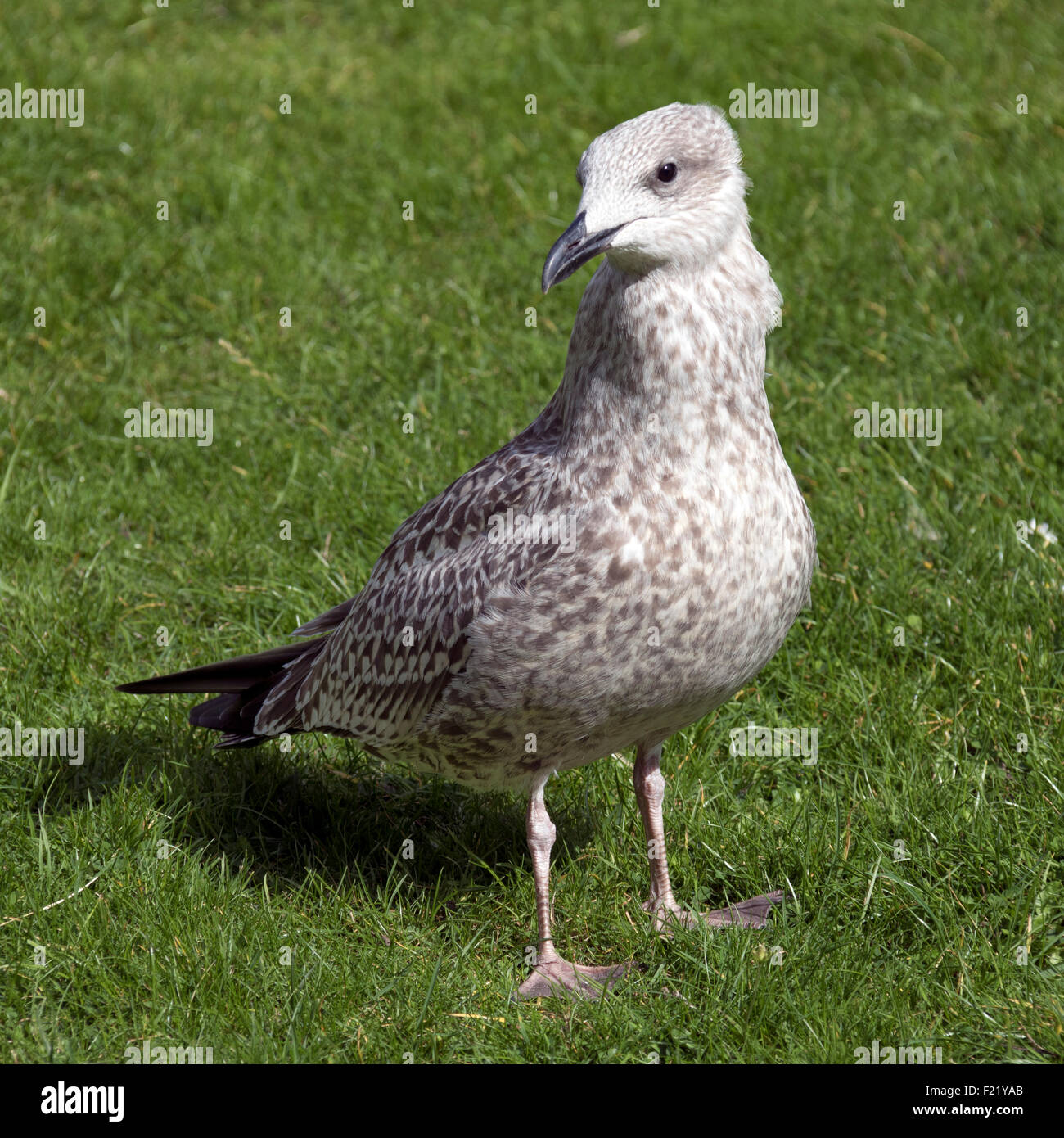 Giovani aringhe Gull sull'erba a Dover Kent Foto Stock