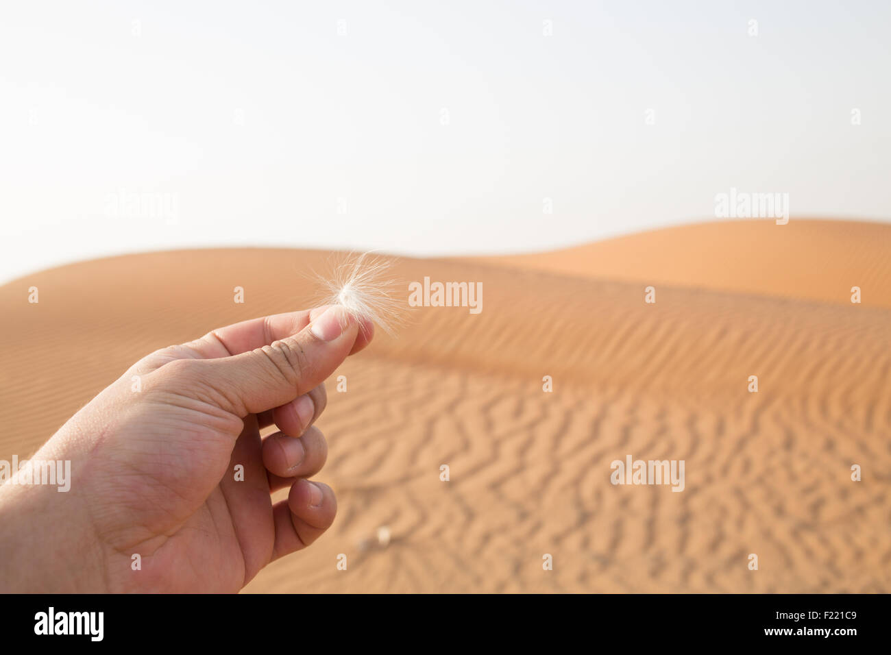 Tenendo la mano soffice bianco cosa in un deserto negli EMIRATI ARABI UNITI Foto Stock