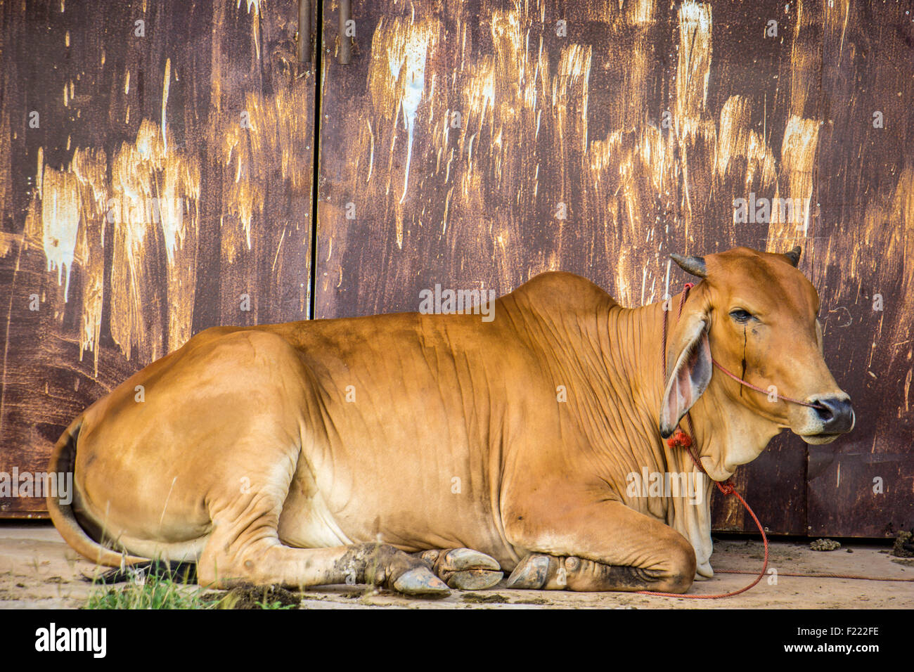 Agricoltura australia sei vacche marrone in corral sul ranch di bestiame costituiscono per la fotocamera Foto Stock