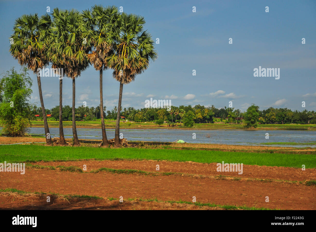Palme vicino al fiume con campo di riso e cielo blu Foto Stock