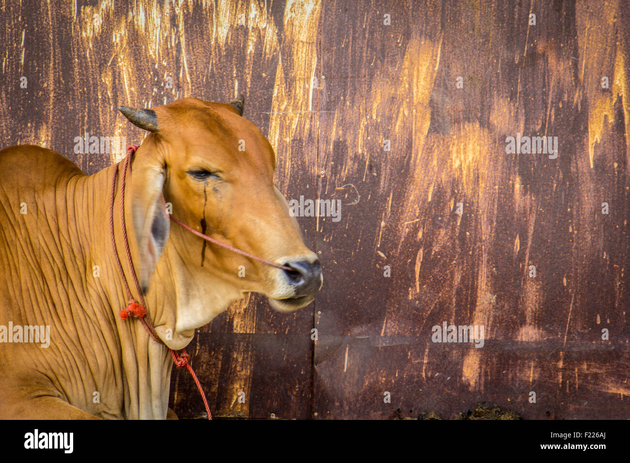 Agricoltura australia sei vacche marrone in corral sul ranch di bestiame costituiscono per la fotocamera Foto Stock