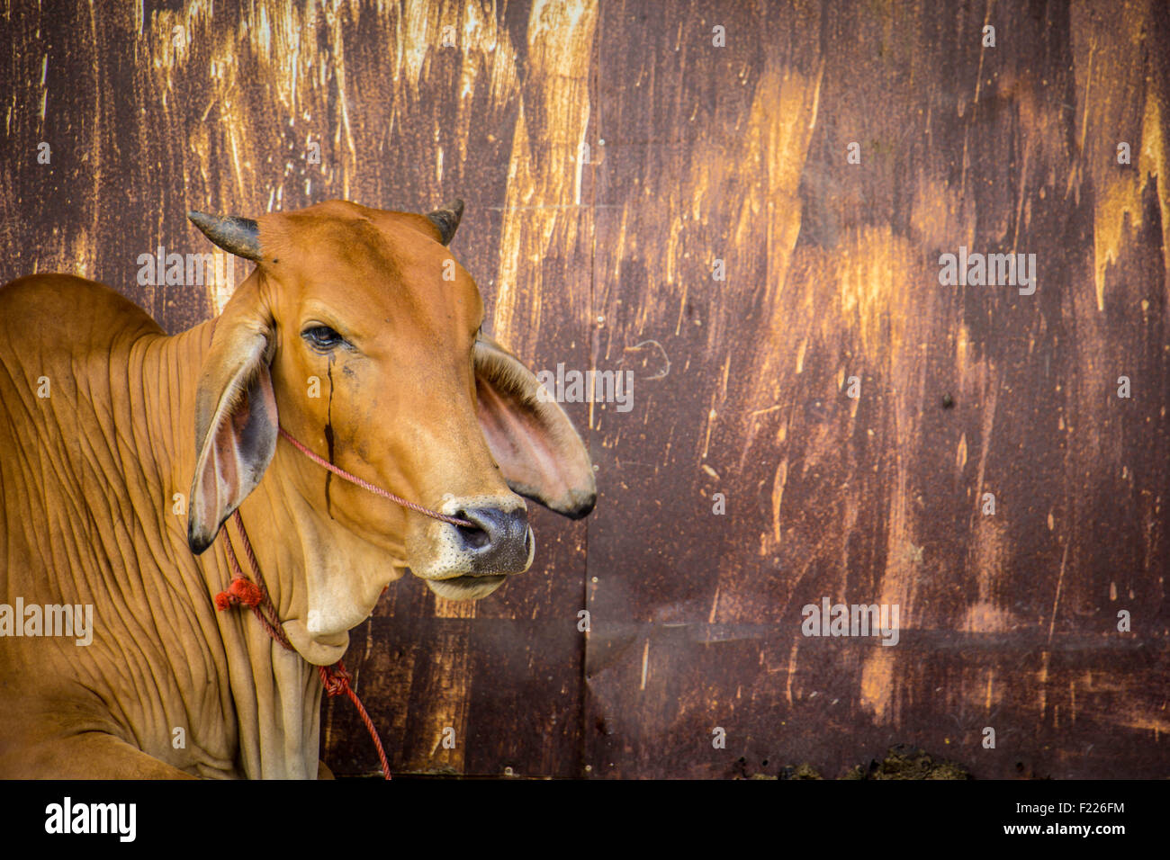 Agricoltura australia sei vacche marrone in corral sul ranch di bestiame costituiscono per la fotocamera Foto Stock