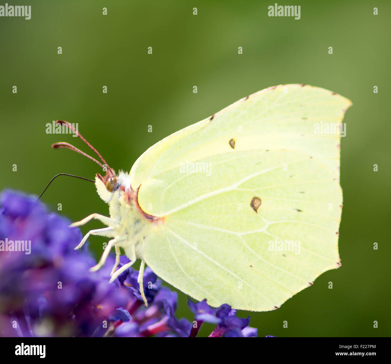 Brimstone butterfly su la fioritura di una bussola buddleia Foto Stock Brimstone butterfly su la fioritura di una bussola buddleia Foto Stock