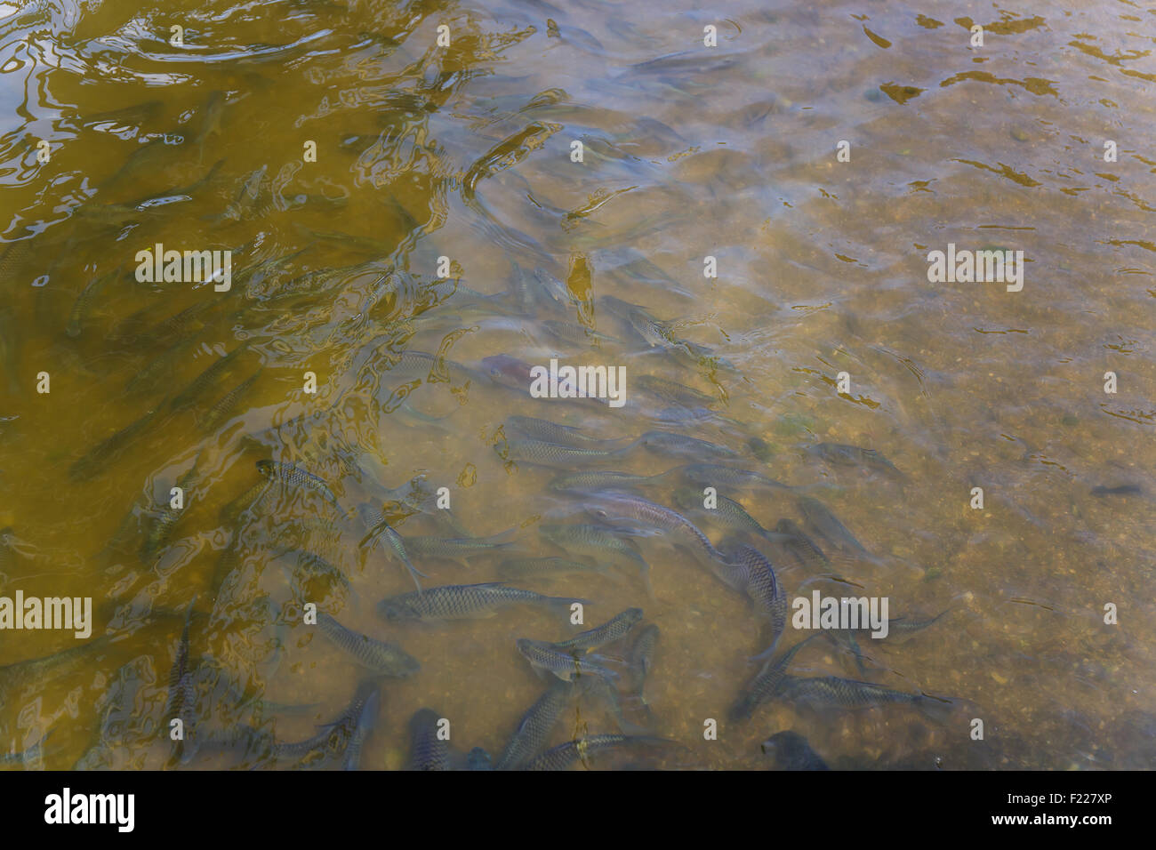Pesce nello stagno della Thailandia Foto Stock