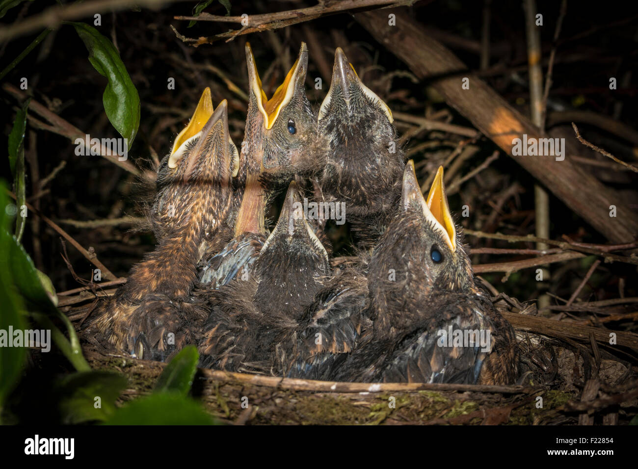 Blackbird pulcini nel nido con speranza in attesa di cibo Foto Stock