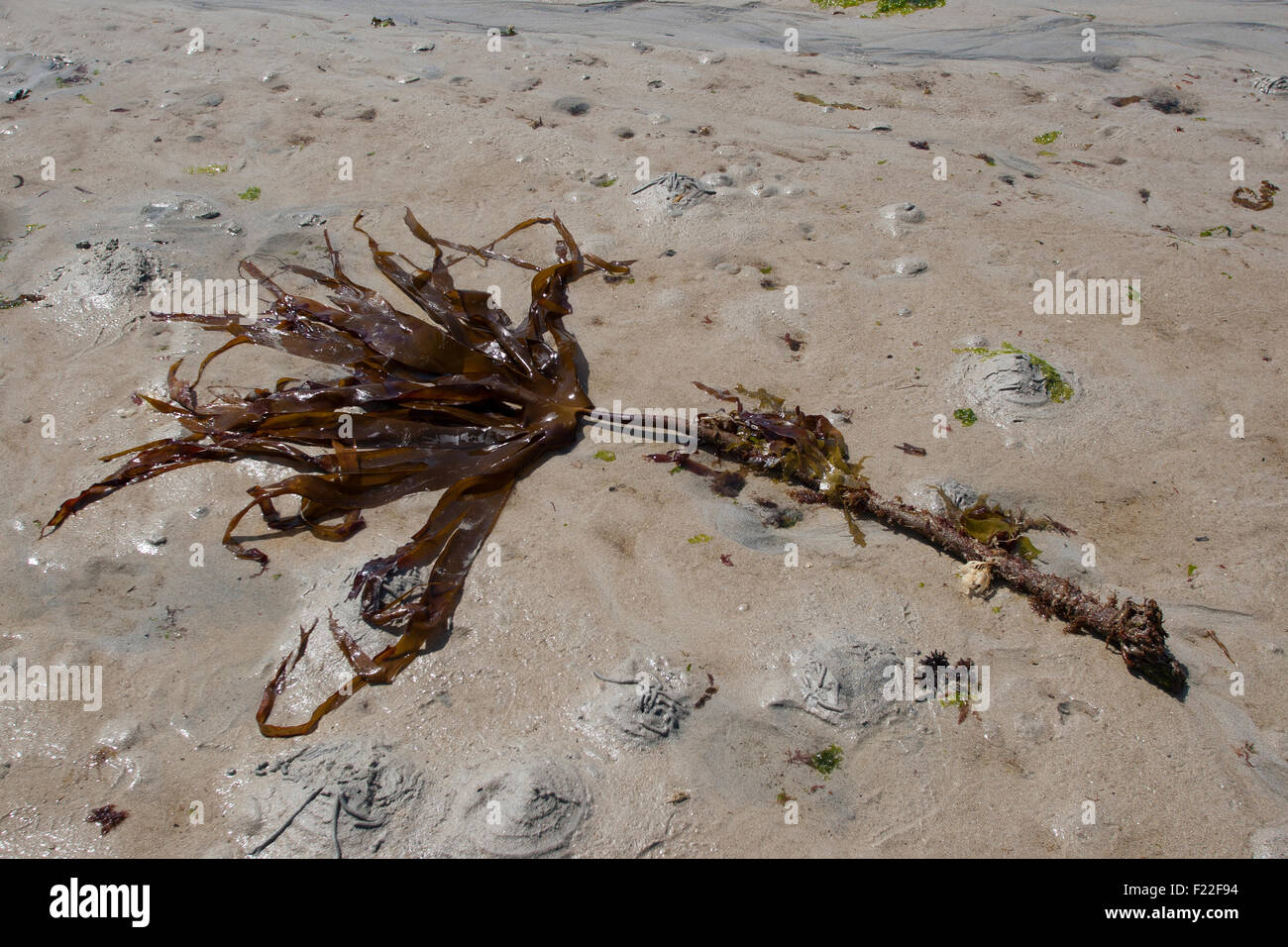 Mirkle, Kelpie, fegato erbaccia, Pennant erbaccia, Strapwrack, Split frusta wrack, oarweed, Palmentang, Roter Kelp, Laminaria hyperborea Foto Stock