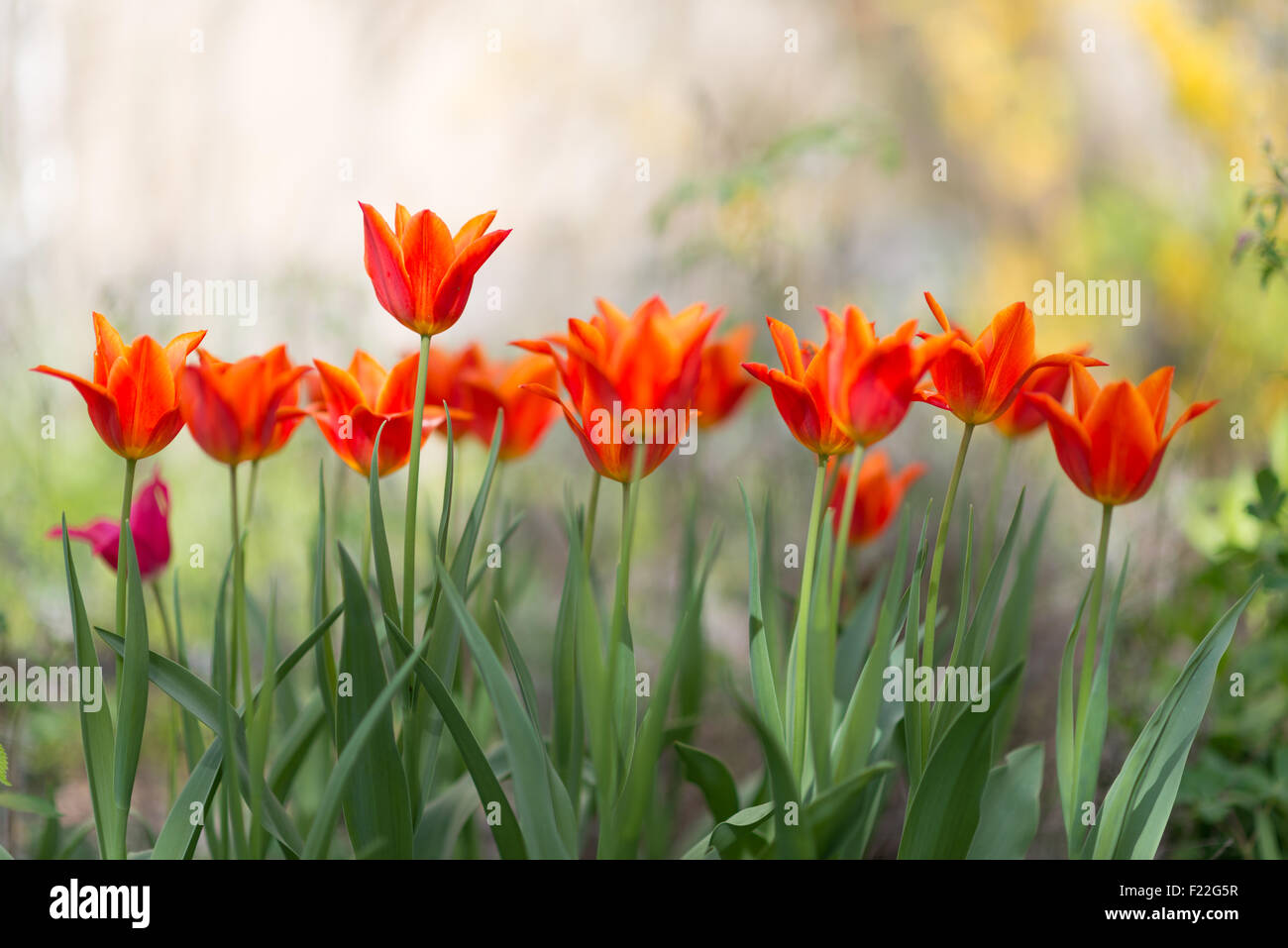 Tulpen blühende im Frühling Foto Stock
