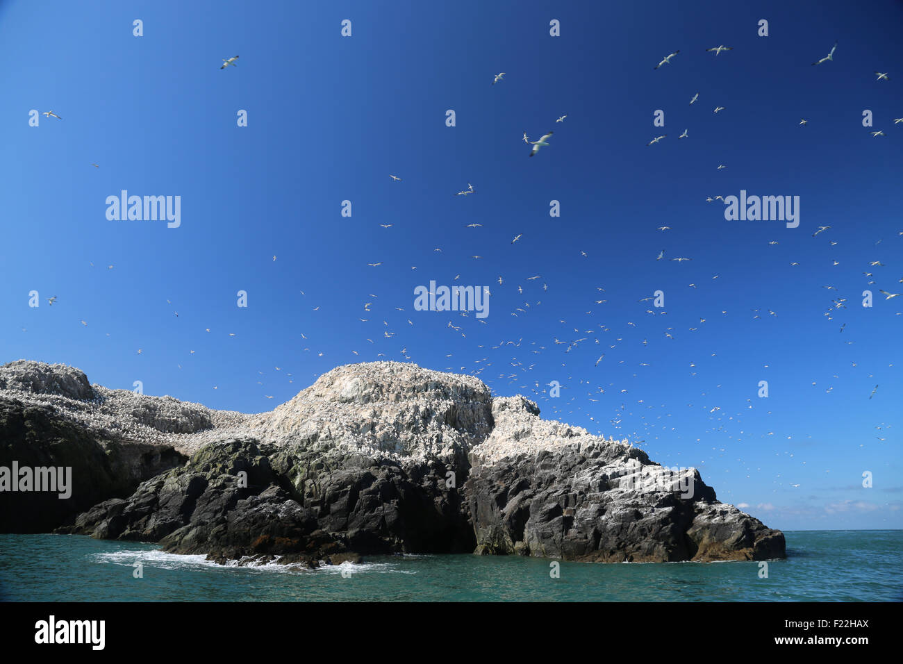 Isola di Grassholm, Pembrokeshire Foto Stock