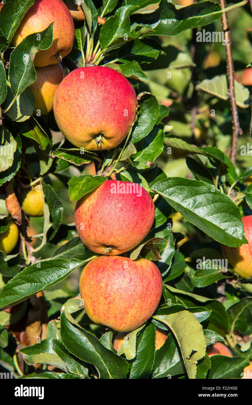Faversham Kent, Regno Unito. 10 Settembre, 2015. Regno Unito: Meteo sole splendente nel Kent dove vi è un ottimo raccolto di pere e mele. Il raccolto di pera è in corso e le mele con essere raccolte nel corso delle prossime settimane. Credito: Paul Martin/Alamy Live News Foto Stock