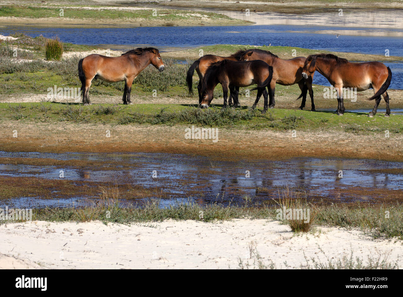Cavalli selvaggi Foto Stock