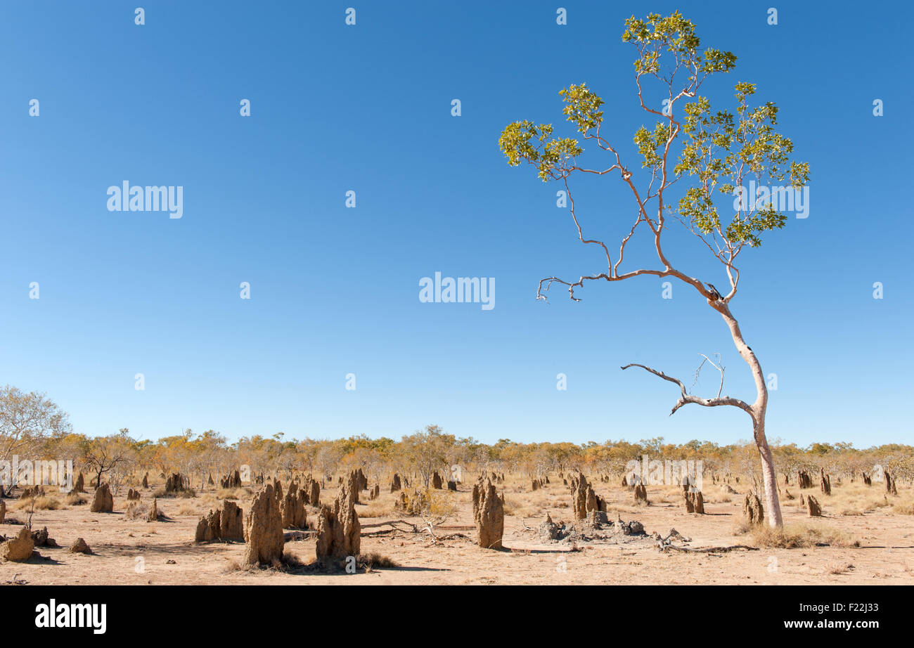 Termite tumuli lungo il Burke strada di sviluppo per Normanton, Queensland, Australia Foto Stock