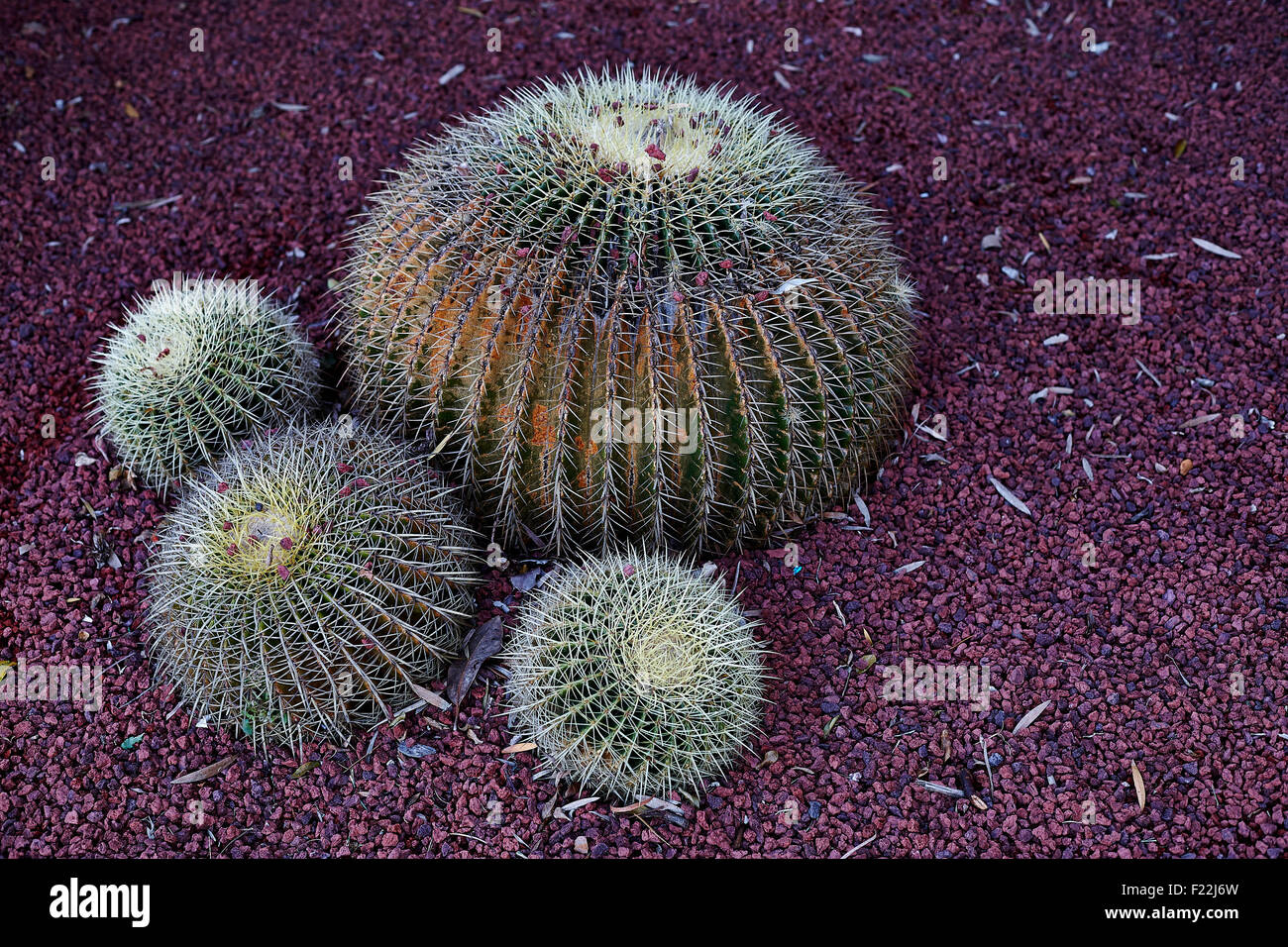 Palla dorata cactus / Echinocactus Grusonii origine Messico Foto Stock