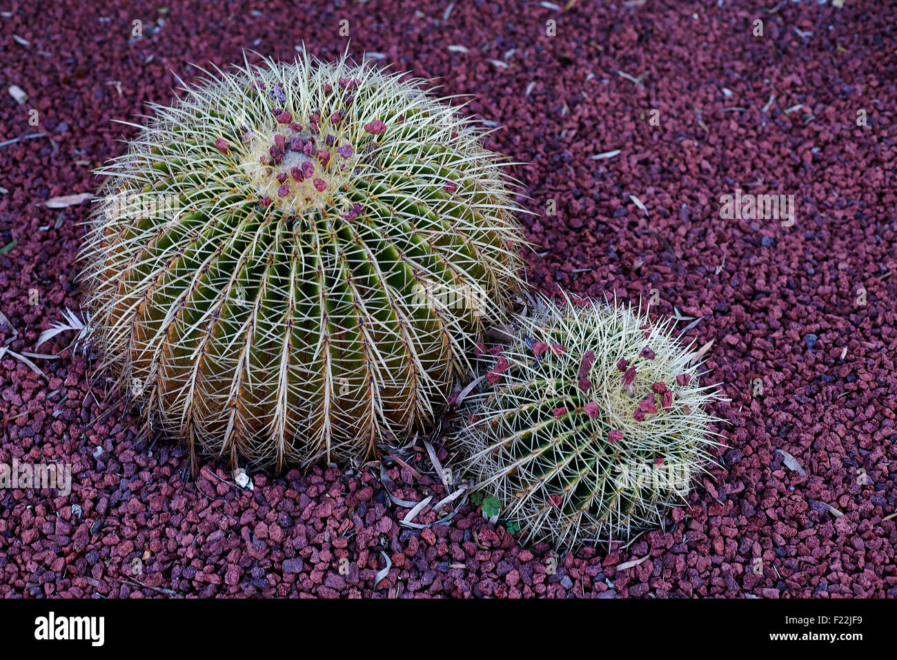 Palla dorata cactus / Echinocactus Grusonii origine Messico Foto Stock