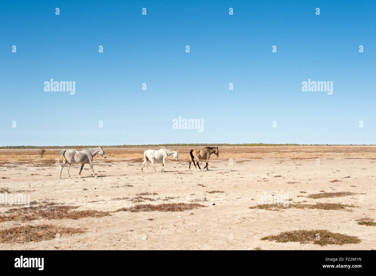 Cavallo trotto su terra arida sui terreni alluvionali del paese del golfo vicino Karumba, Queensland, Australia Foto Stock