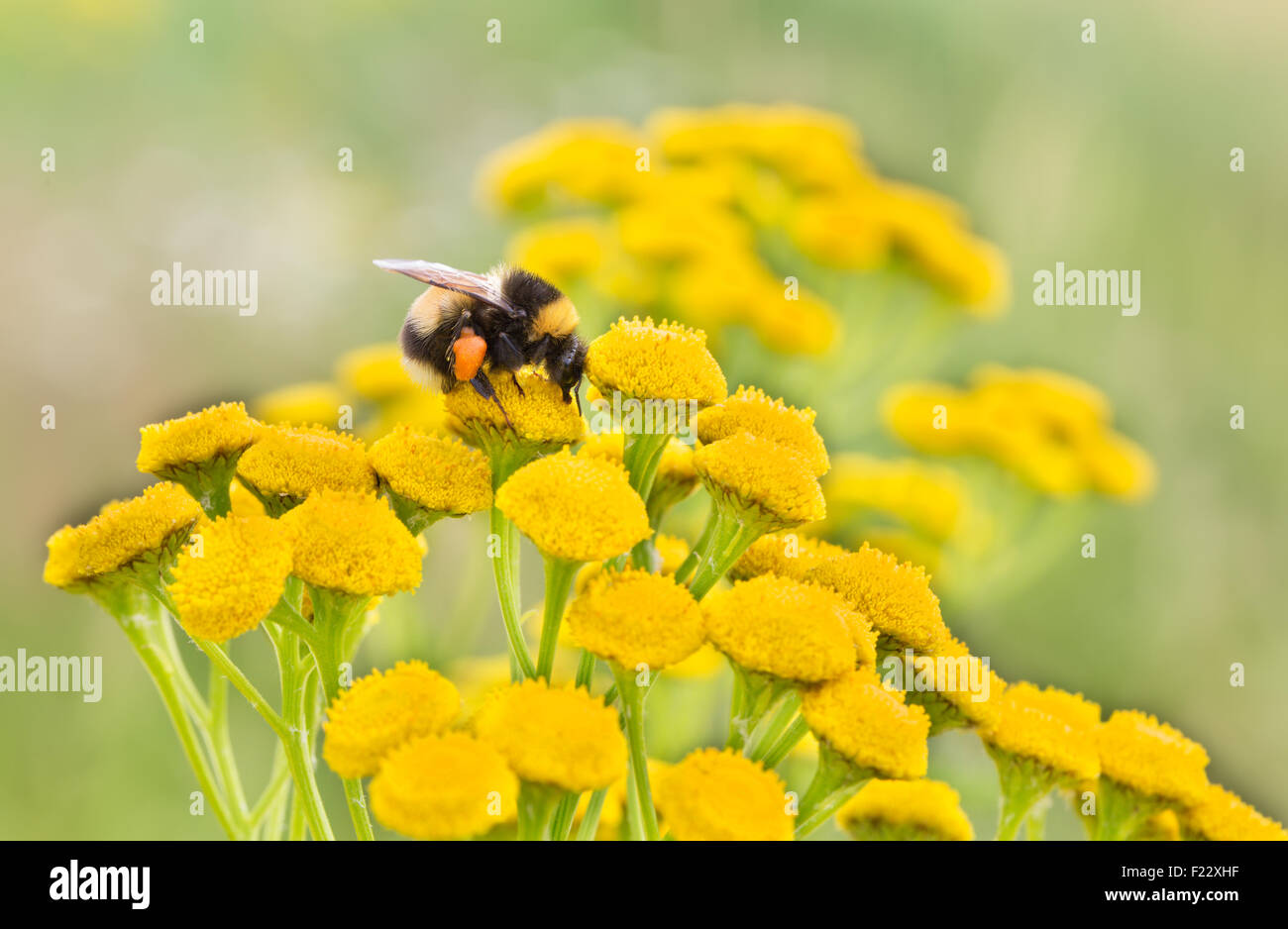 Bumblebee su un selvaggio fiore giallo per raccogliere il polline. Foto Stock