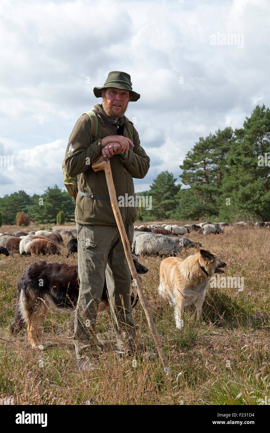 Pastore con le sue pecore, Lueneburg Heath vicino Wilsede, Bassa Sassonia, Germania Foto Stock