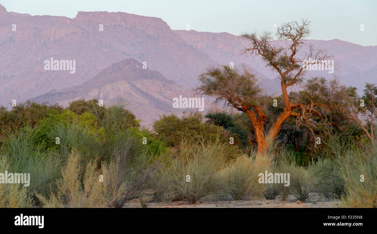 Camel Thorn Tree al Brandberg Foto Stock